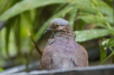 White-throated Quail-Dove