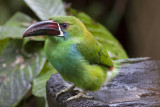 Crimson-rumped Toucanet