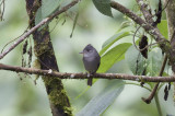 Smoke-colored Pewee