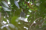 Barred Forest-Falcon