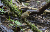 Ochre-breasted Antpitta