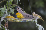 Eared Dove & Saffron Finches