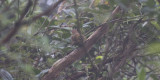 White-browed Spinetail