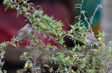 Rufous-collared & Yellow-browed Sparrows