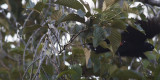 Red-rumped (Subtropical) Cacique