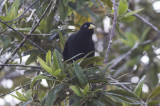 Red-rumped (Subtropical) Cacique