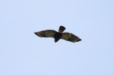 White-rumped Hawk