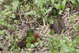 Chestnut-breasted Coronets