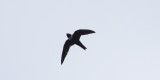 White-collared Swift