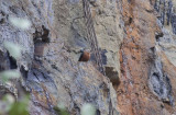 Cliff Flycatcher