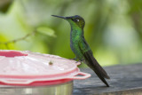 Violet-fronted Brilliant