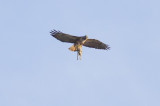 Red-tailed Hawk w/prey