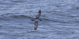 Pink-footed Shearwater