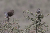 Thick-billed Fox Sparrows
