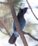 Stellers Jay
