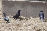 Tricolored & Brewers Blackbirds