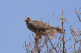 Swainsons Hawk