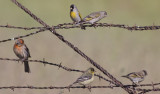 Lawrences Goldfinches & single House Finch & Lesser Goldfinch