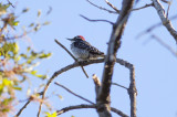Nuttals Woodpecker