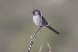 Black-chinned Sparrow