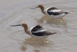 American Avocets