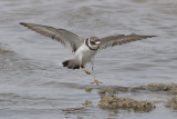 Semipalmated Plover