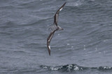 Cooks Petrel