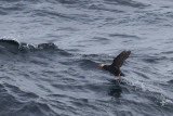 Tufted Puffin