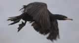 Red-faced Cormorant