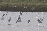 Kittiwakes