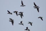 Long-tailed Ducks