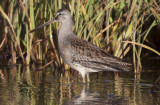 Long-billed Dowitcher