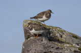 Ruddy Turnstone