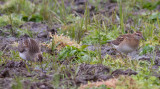 Pectoral & Sharp-tailed Sandpipers