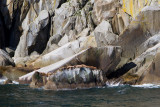 Stellers Sea Lions
