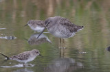 Interesting Dowitcher