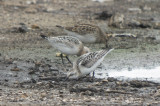 Sanderlings & Pectoral Sandpiper