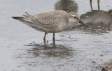 Red Knot