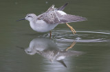 Wilsons Phalarope