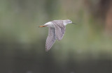 Wilsons Phalarope