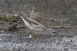 Wilsons Phalarope