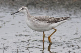 Wilsons Phalarope