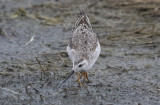 Wilsons Phalarope