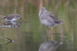Long-billed Dowitcher & Least Sandpiper