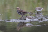 European Starling & Least Sandpipers