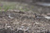 Ruddy Turnstones