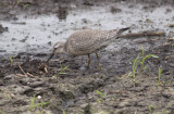 Red Knot