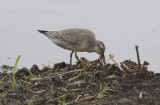 Red Knot