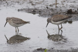 Stilt Sandpiper & Lesser Yellowlegs