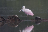 Roseate Spoonbill